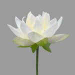 Kookworkshop: Satvisch koken